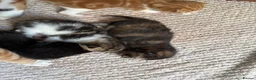 Mixed Breed cats for sale: Kittens looking for homes  in Carnforth - Advert 8