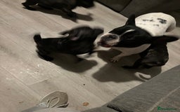 Frug dogs for sale: 4 Male Frugs, Available now! - Image 9