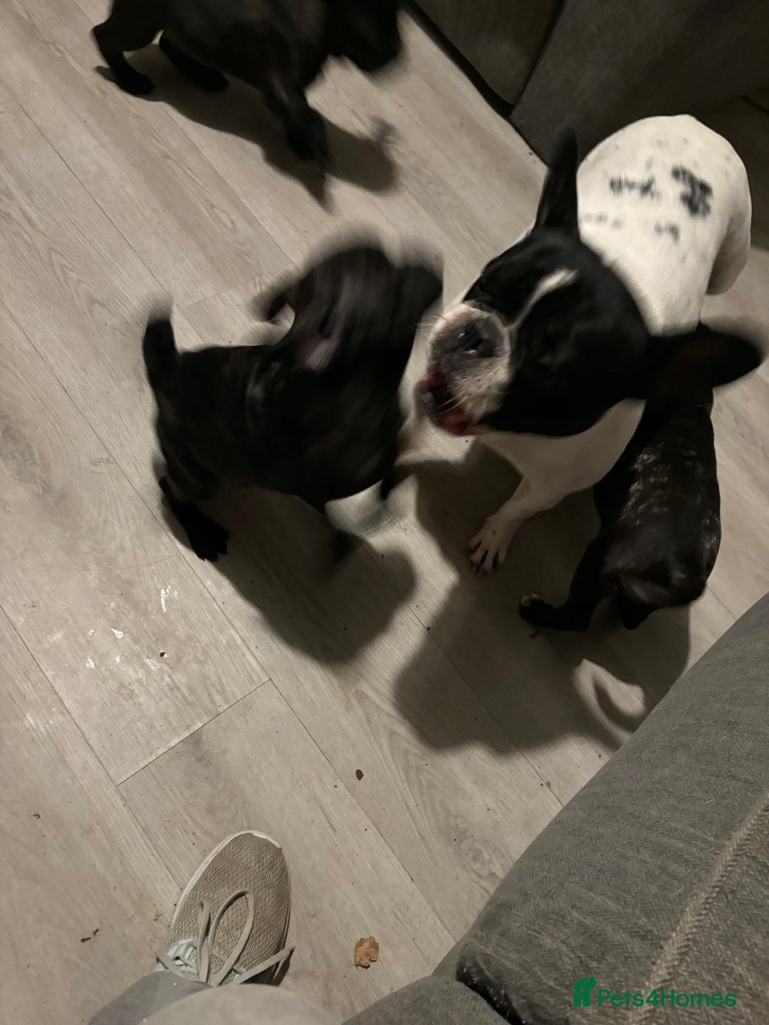 Frug dogs for sale: 4 Male Frugs, Available now! - Image 9