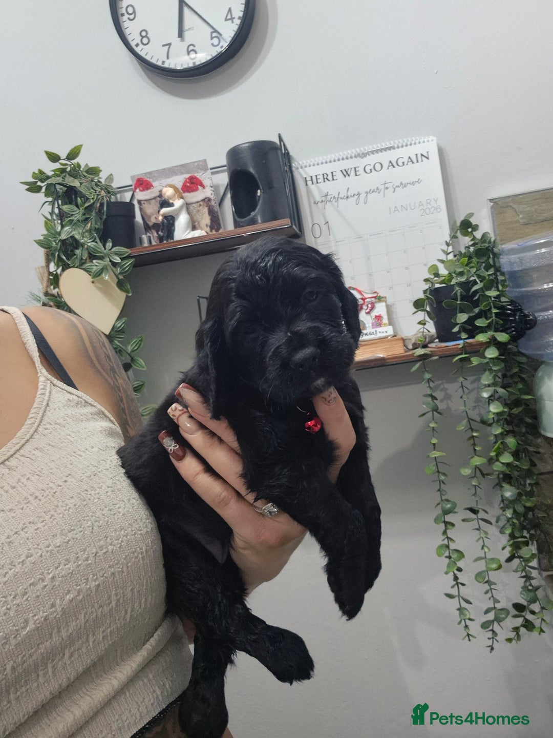 Cocker Spaniel dogs for sale: Working cocker pups - Advert 15