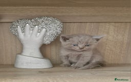 British Shorthair cats for sale: Very beautiful British Shorthair Kittens  - Image 1