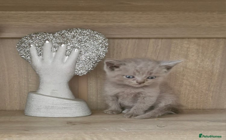 British Shorthair cats for sale - Advert 1