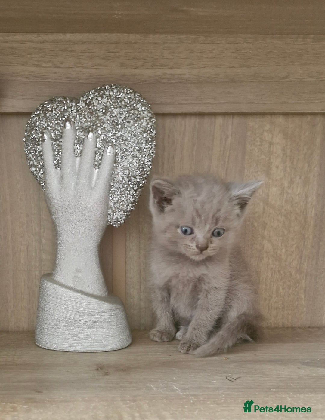 British Shorthair cats for sale: Very beautiful British Shorthair Kittens  - Image 1