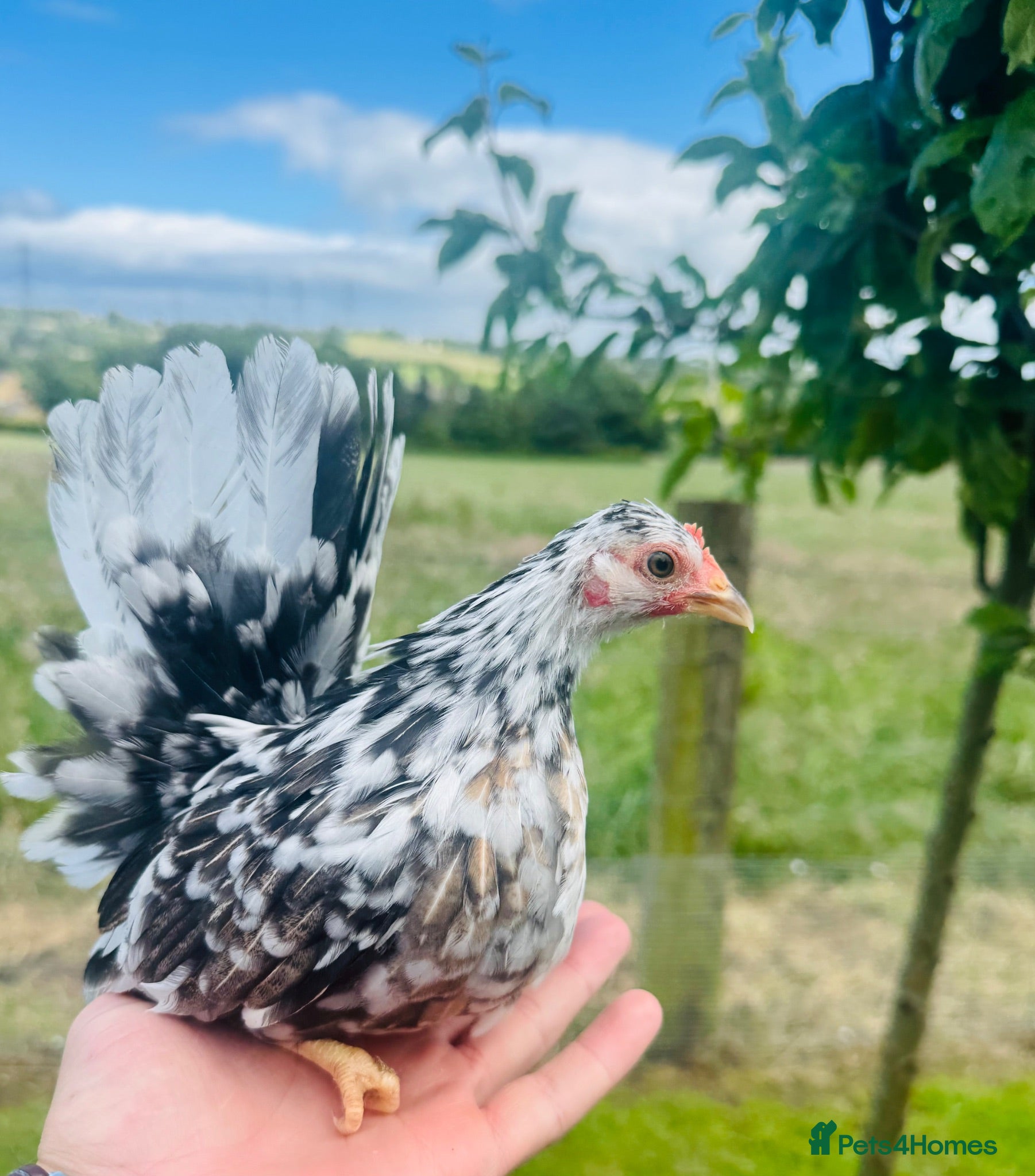 Chickens poultry ***The Worlds smallest—Serama Bantams*** - Advert 12