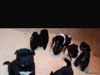 Akita dogs 7 bear faced American Akitas puppies - Advert 8