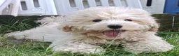 Maltipoo dogs for sale: F1 Maltipoo Puppies For Sale  - Advert 5