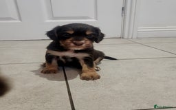 Cocker Spaniel dogs for sale: 3 kc reg working cocker spaniels avaliable  - Image 4