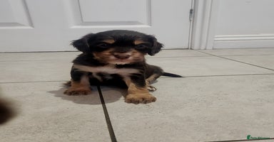 Cocker Spaniel dogs - Advert 8