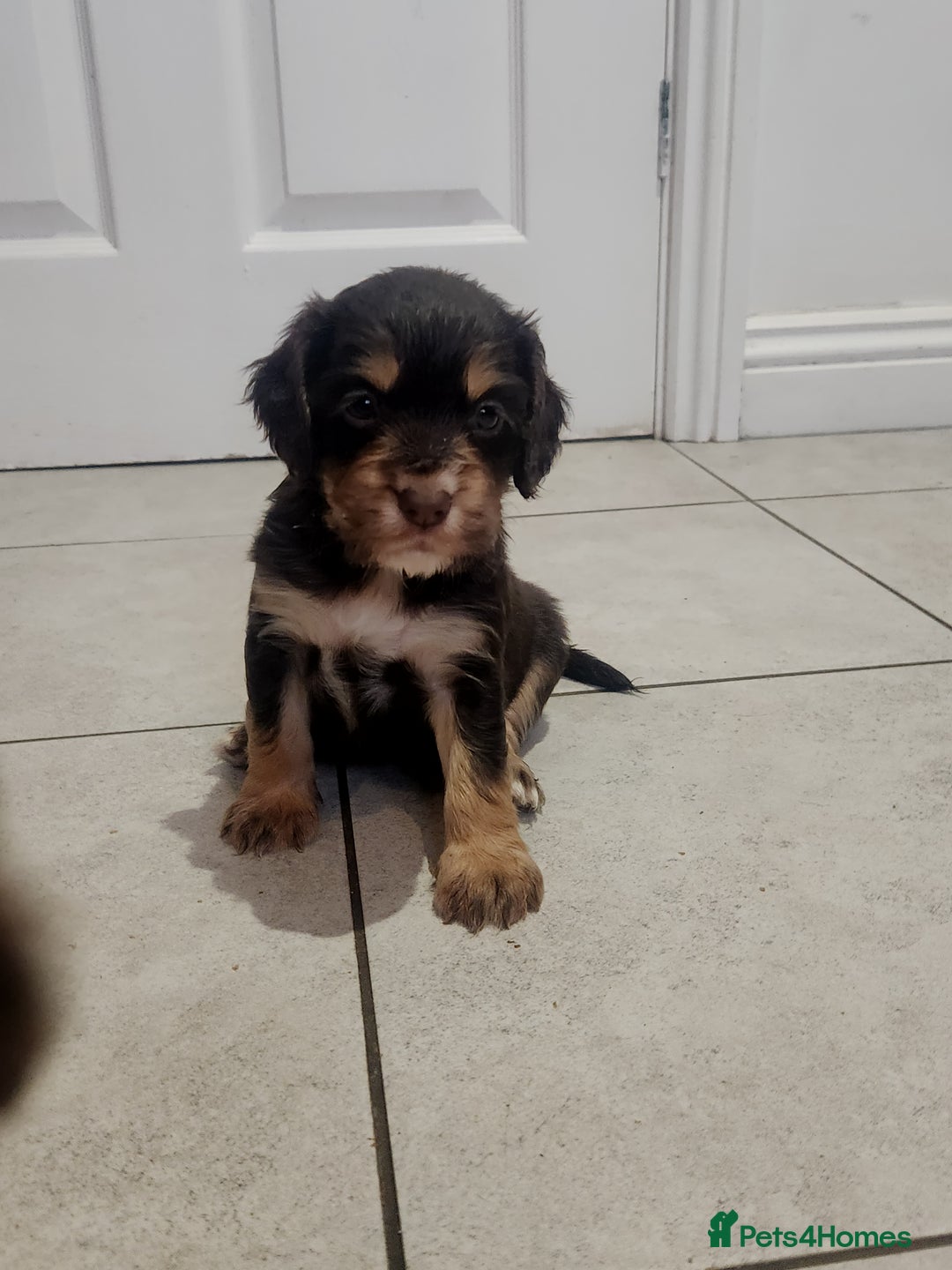 Cocker Spaniel dogs for sale: 3 kc reg working cocker spaniels avaliable  - Image 4