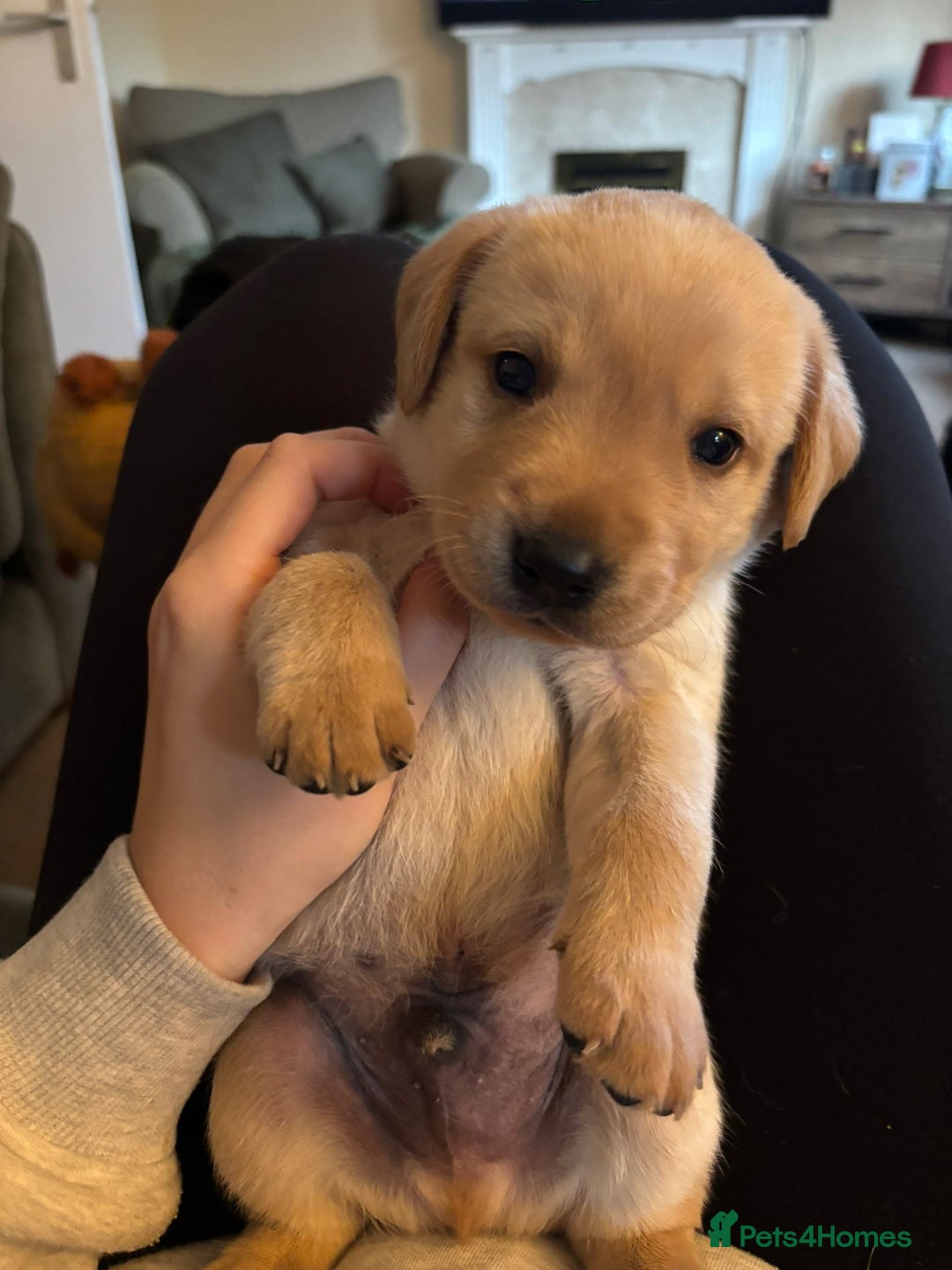 Labrador Retriever dogs for sale: Home bred working Labrador puppies - Image 19