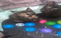 Siberian cats for sale: Siberian x Chartreux - Image 2