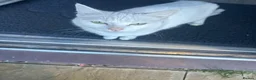 Mixed Breed cats for sale: gorgeous boy left  - Advert 5