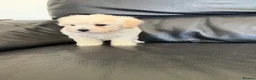 Maltipoo dogs for sale: Now ready for new homes.  - Advert 5