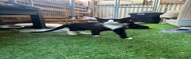 Tuxie 