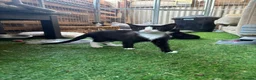 Mixed Breed cats for sale: Sweetest little guys needing own laps to pad  - Advert 3