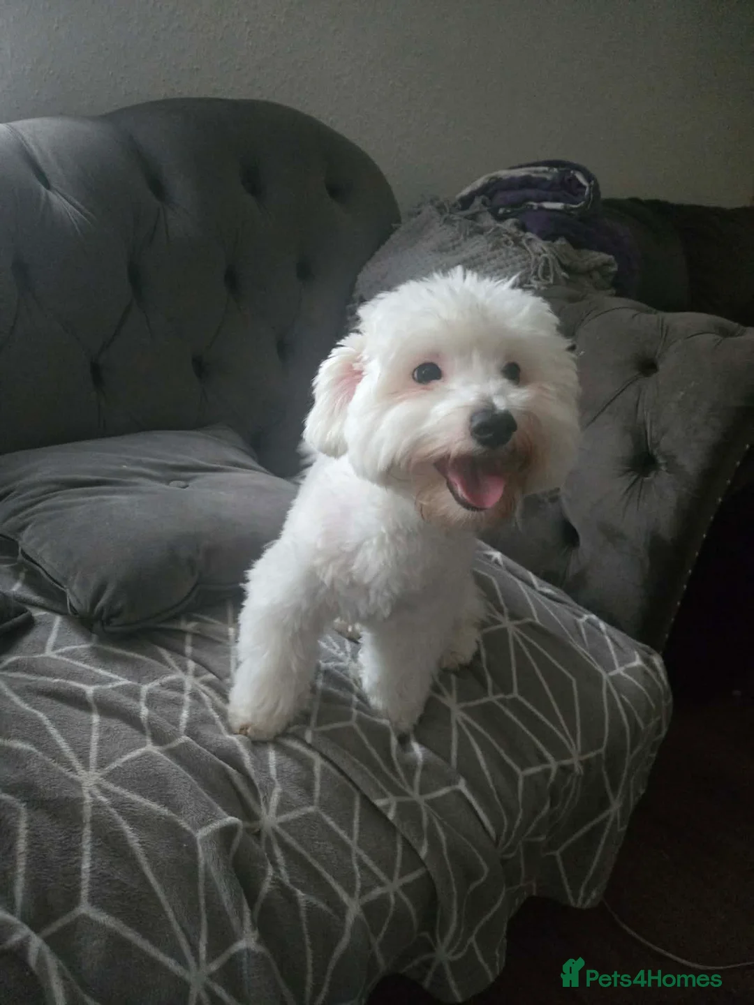 Bichon Frise dogs for sale: Looking for new home  in Leeds - Advert 2