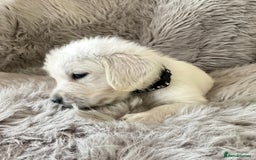 Golden Retriever dogs for sale: KC REGISTERED GOLDEN RETRIEVER PUPS - Image 23