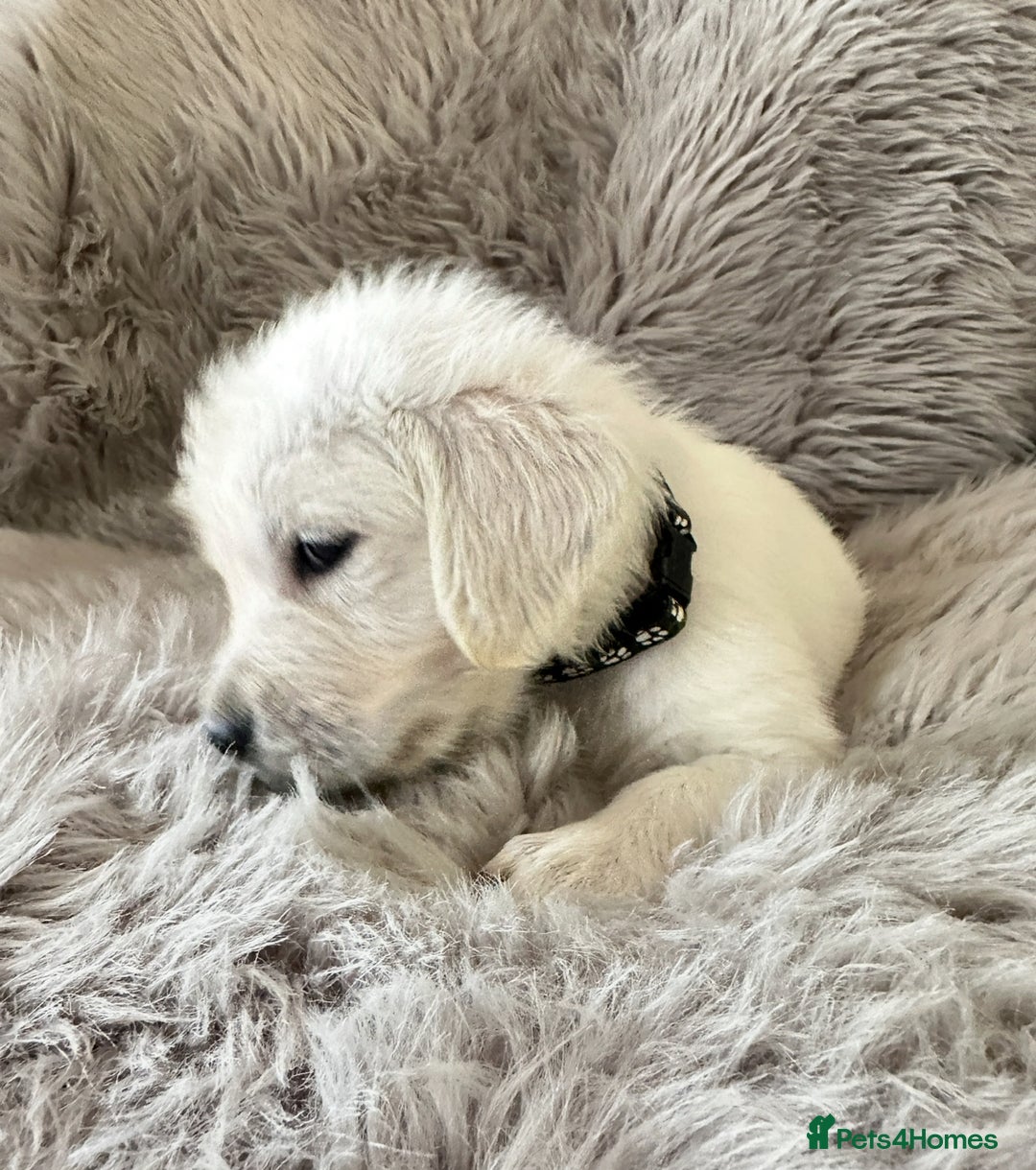 Golden Retriever dogs for sale: KC REGISTERED GOLDEN RETRIEVER PUPS - Image 23