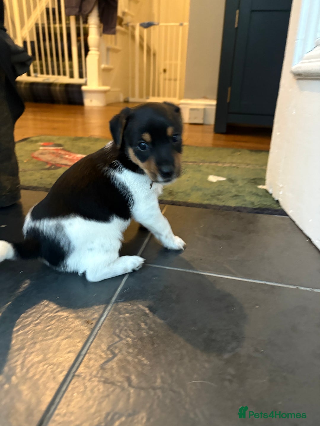 Jack Russell dogs for sale: Jack Russell Puppies  - Image 4