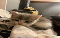 Mixed Breed cats for sale: 3 kittens - Image 9