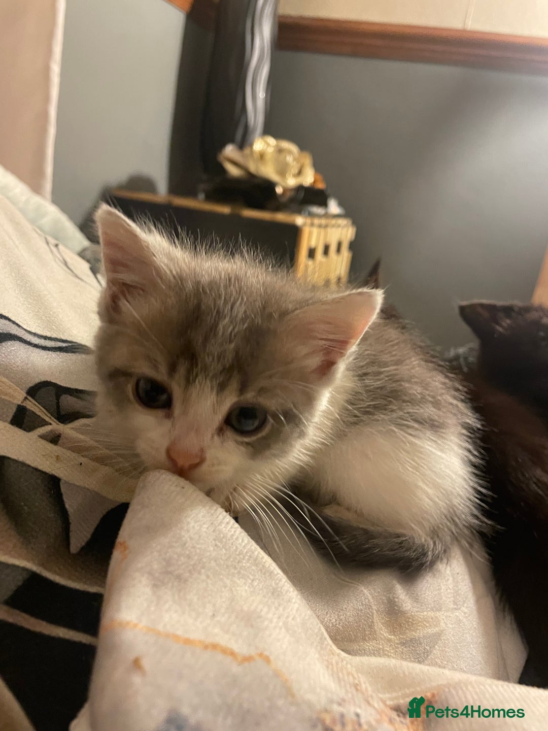 Mixed Breed cats for sale: 3 kittens - Image 9
