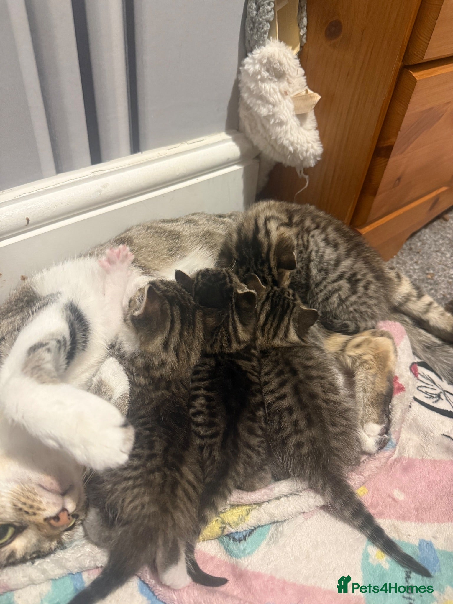 Mixed Breed cats 4 x Bengal Cross Kittens  - Advert 2