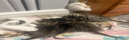 Mixed Breed cats for sale: 4 x Bengal Cross Kittens  - Advert 1