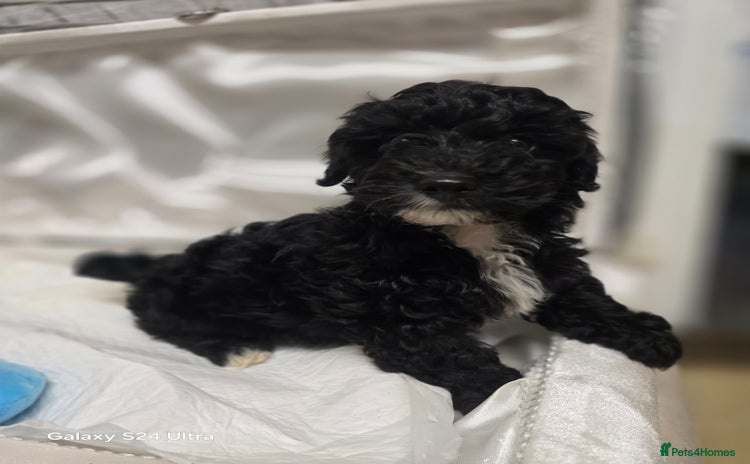 Maltipoo dogs - Advert 2