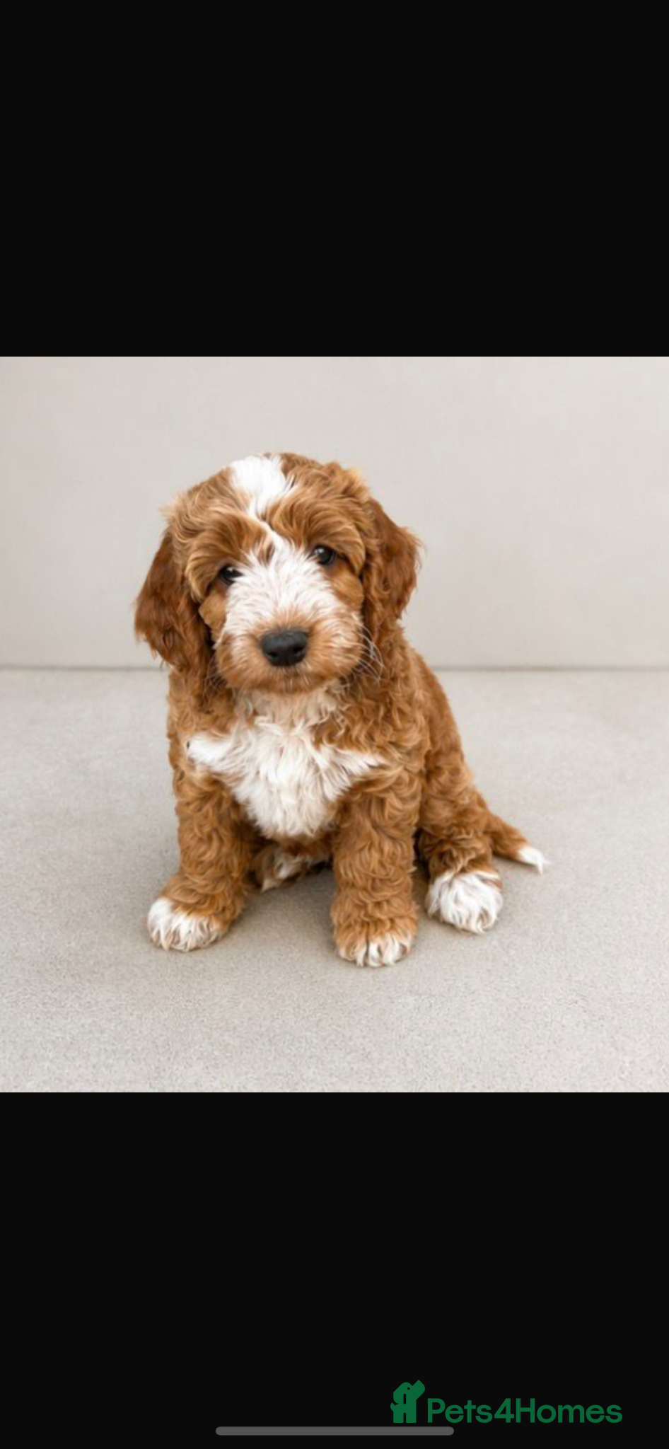 Cockapoo dogs Ready to leave Cockerpoo Puppies F1 - Advert 8