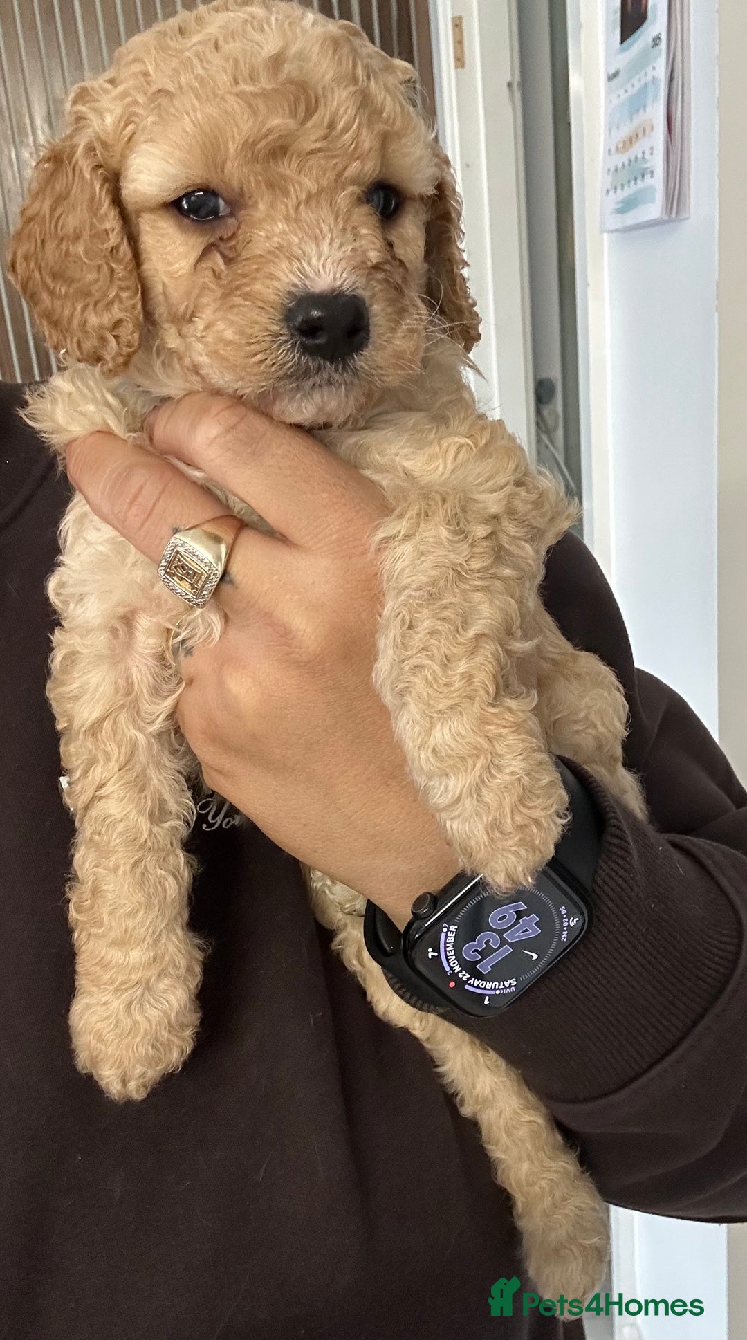 Cavapoo dogs for sale: Amazing quality litter of F1B Cavapoos  - Advert 14