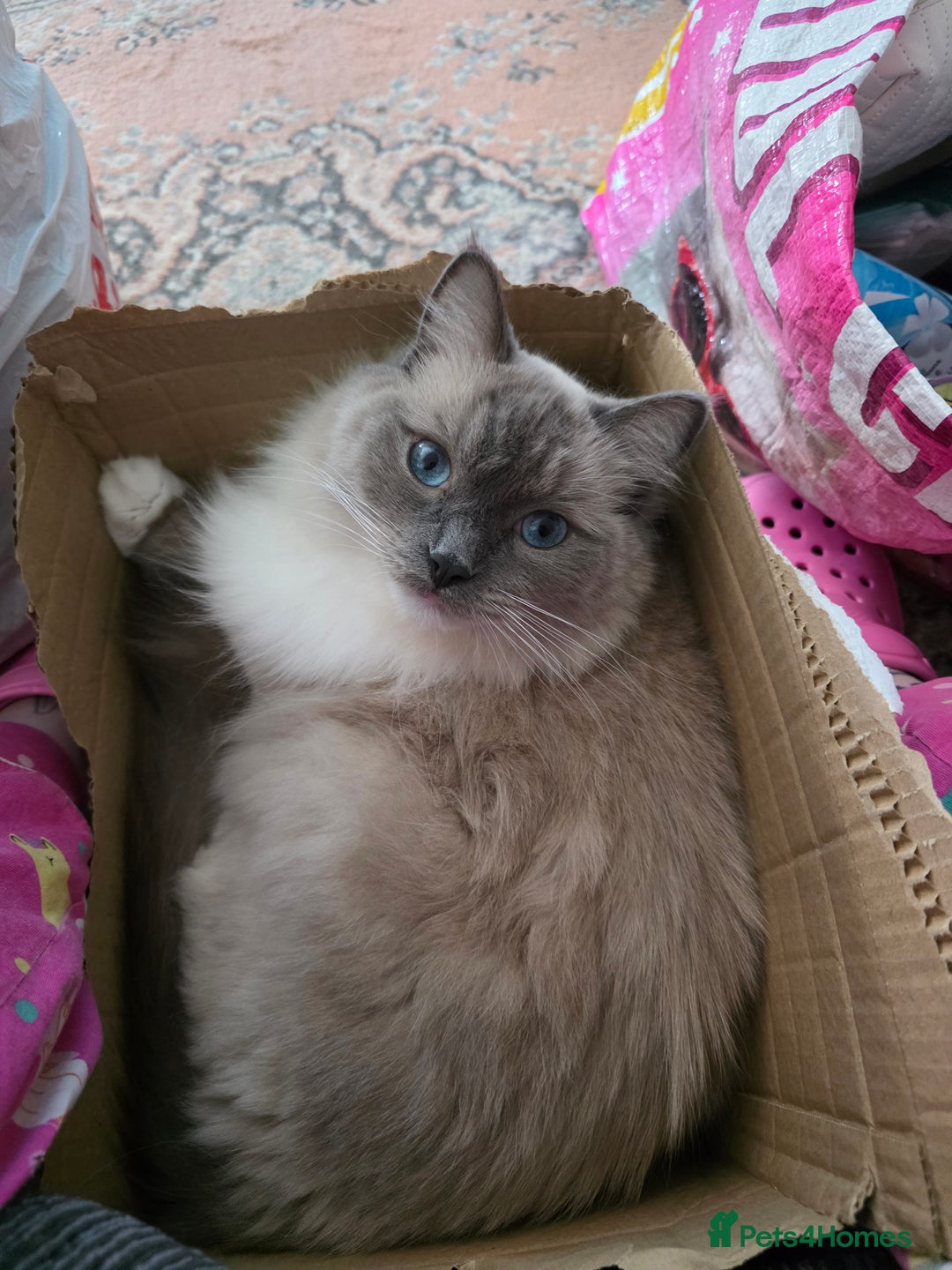 Ragdoll cats for sale: Beautiful Loving Boy - Advert 6
