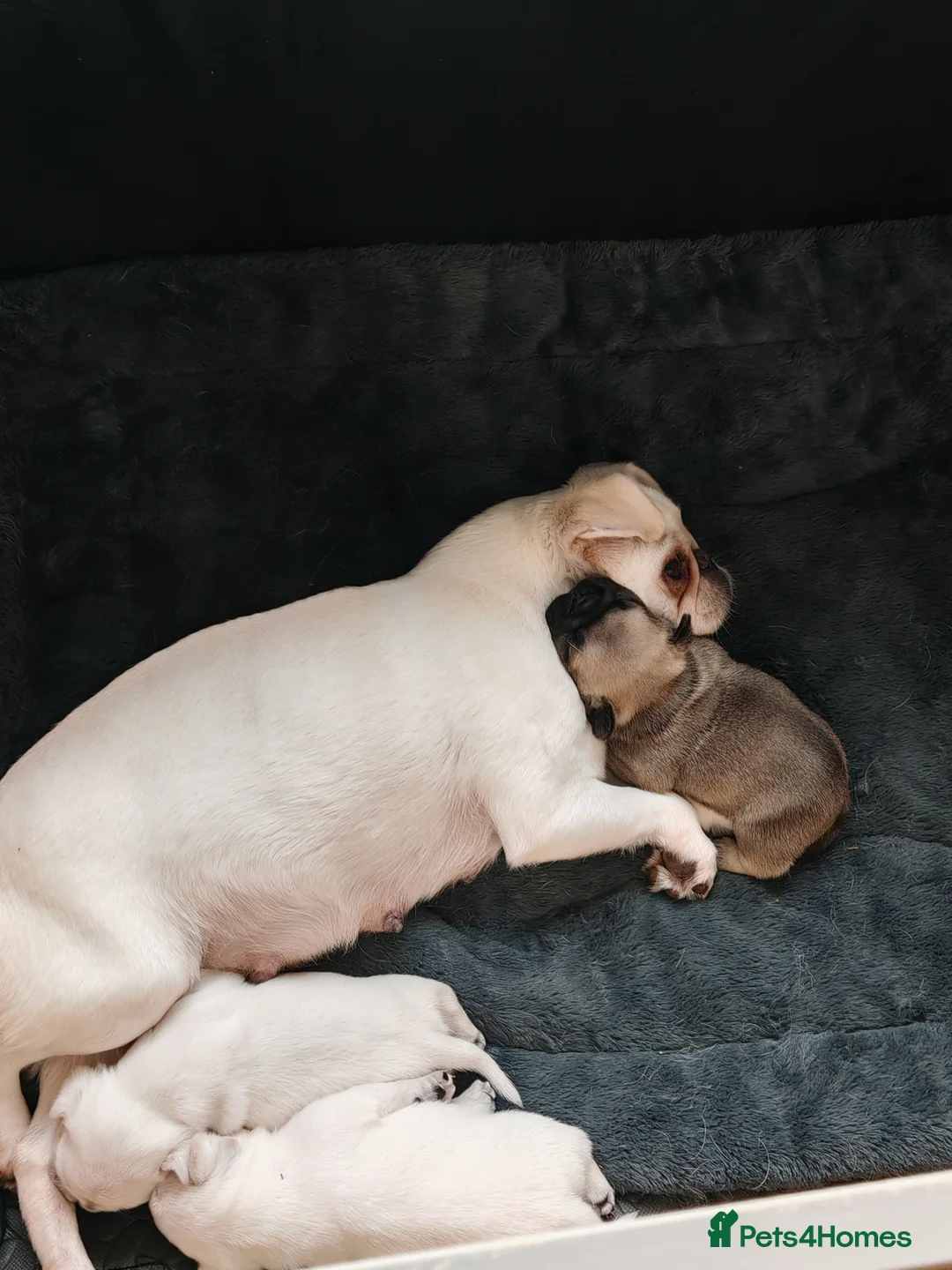 Frug dogs for sale: Frug puppies  - Advert 4