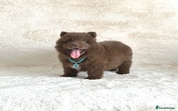 Chow Chow dogs for sale: Exotic colour chowsky puppies for sale  - Image 17