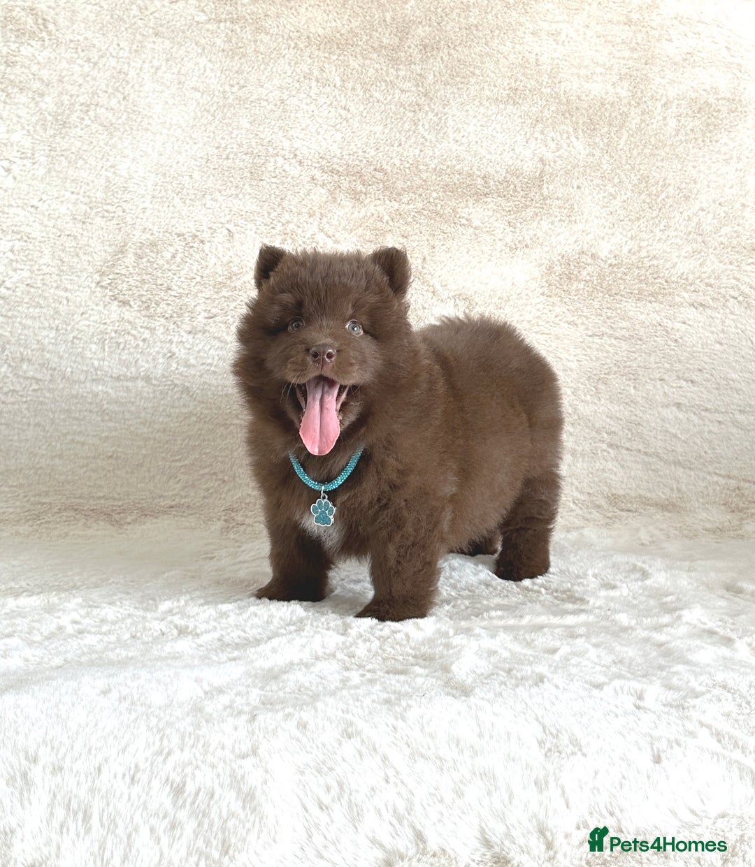 Chow Chow dogs for sale: Exotic colour chowsky puppies for sale  - Image 17