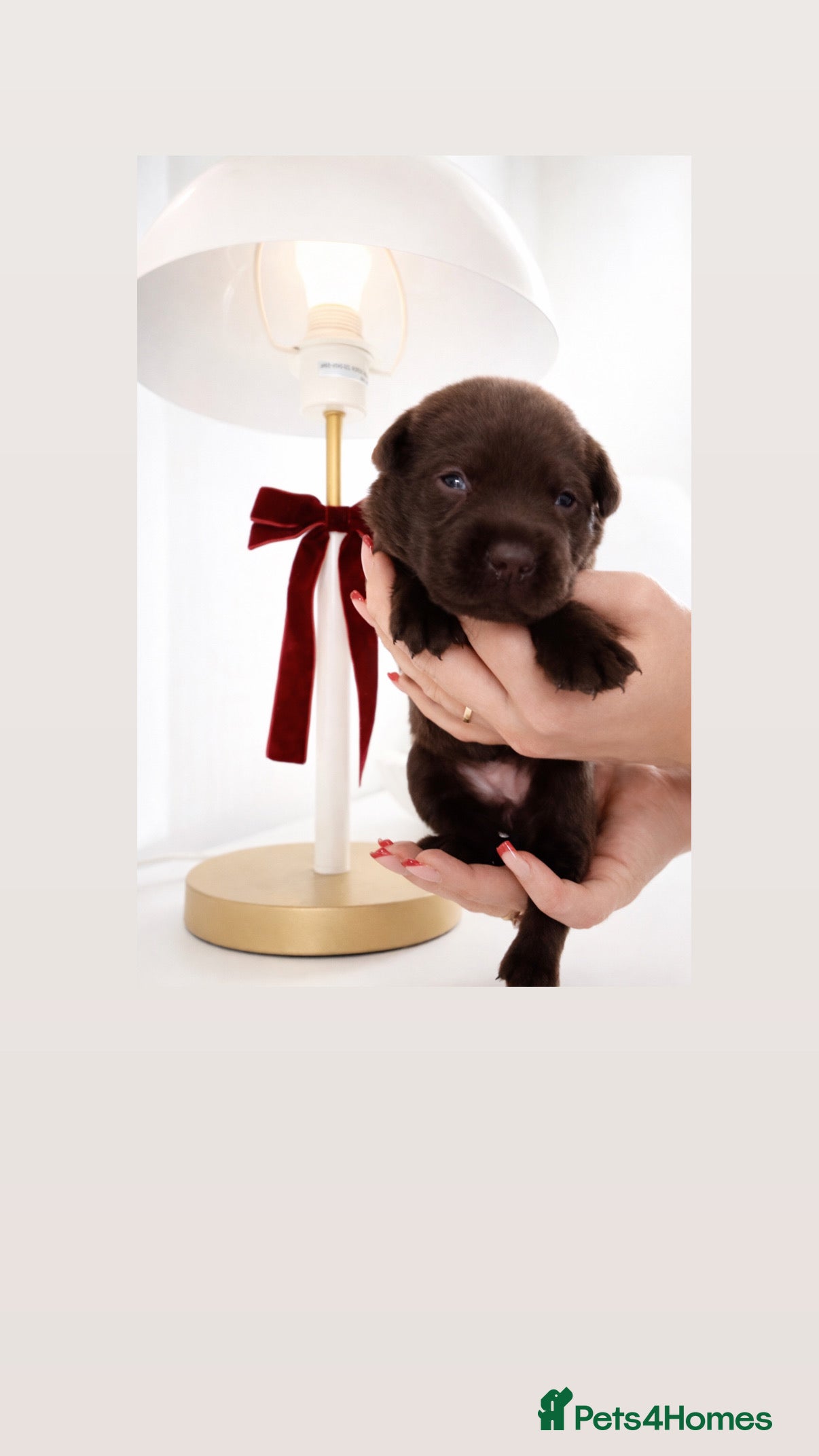 Labrador Retriever dogs Chocolate Labradors KC  - Advert 2