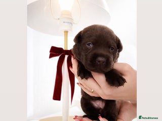 Labrador Retriever dogs Chocolate Labradors KC - Advert 2