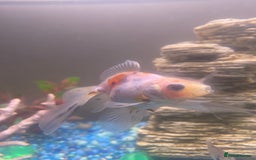 Fancy Goldfish fish for sale: 3x  Orandas / 1x chocolate  - Image 2