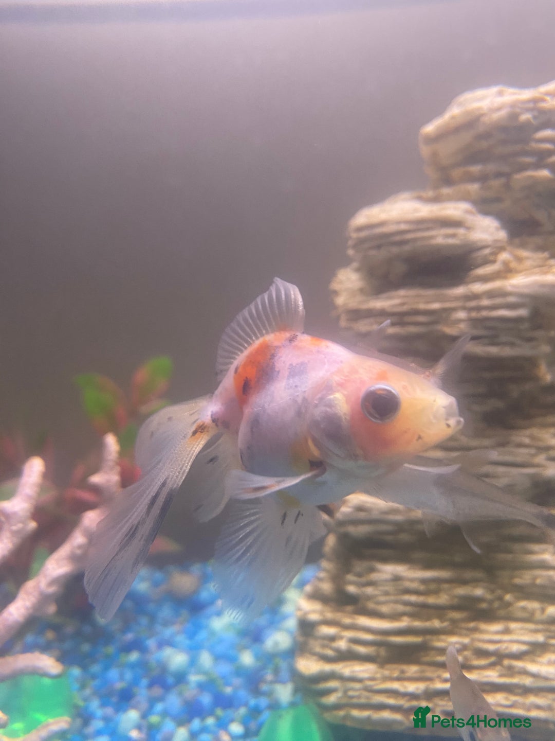 Fancy Goldfish fish for sale: 3x  Orandas / 1x chocolate  - Image 2