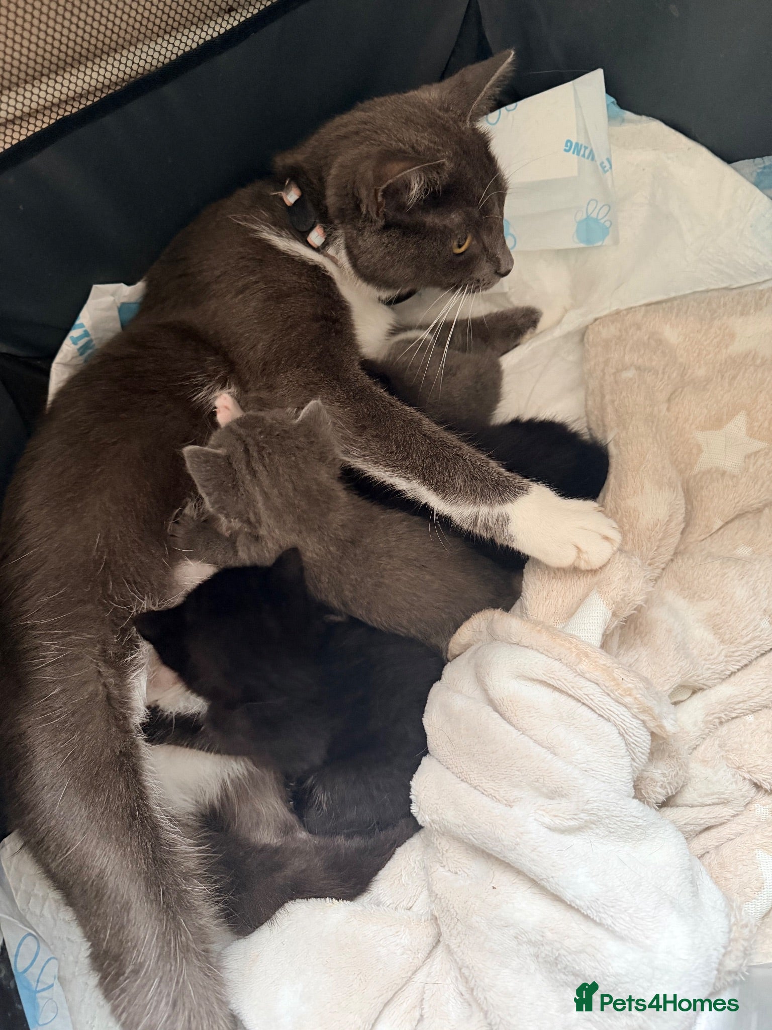 American Shorthair cats Cute black and grey kittens  - Advert 9
