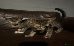 Mixed Breed cats for sale: 5 baby’s ready for there forever homes  - Image 25