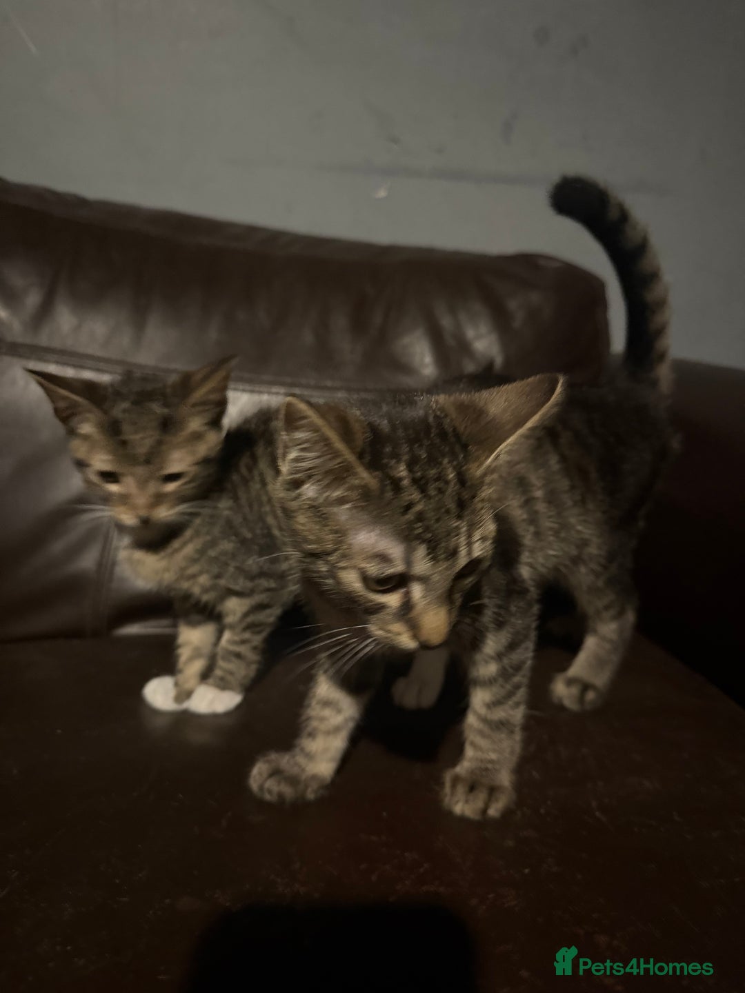 Mixed Breed cats for sale: 5 baby’s ready for there forever homes  - Image 25
