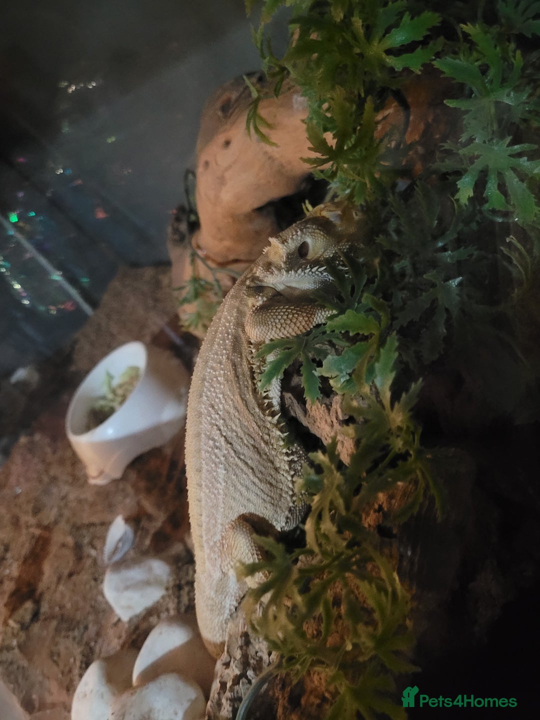 Bearded Dragon reptiles for sale: Female Dragon - Advert 3