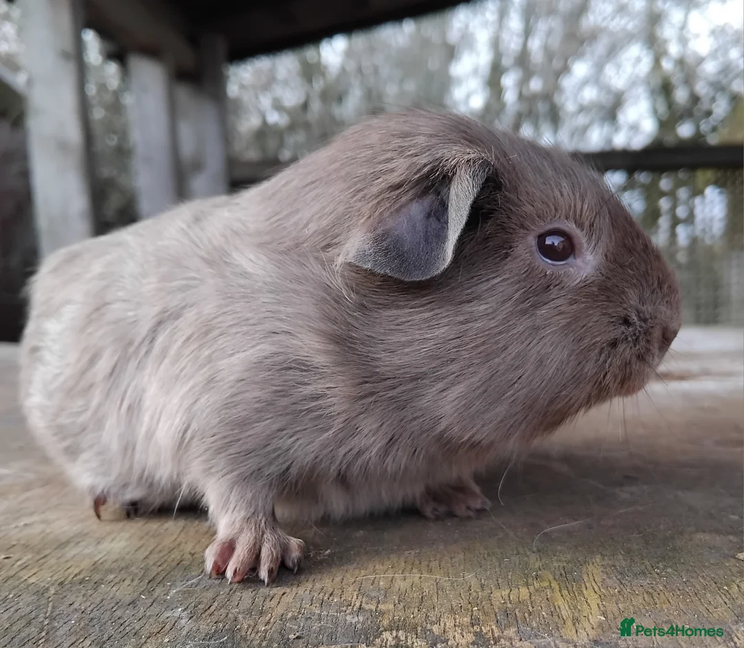 Guinea Pig rodents for sale: Slate and Tort and White baby boys. - Advert 2