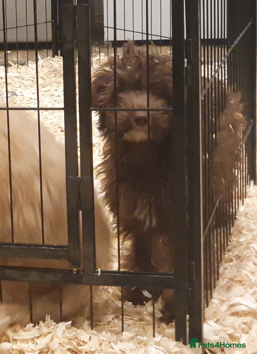 Labradoodle dogs for sale: Adorable litter of miniature labradoodles  - Advert 5