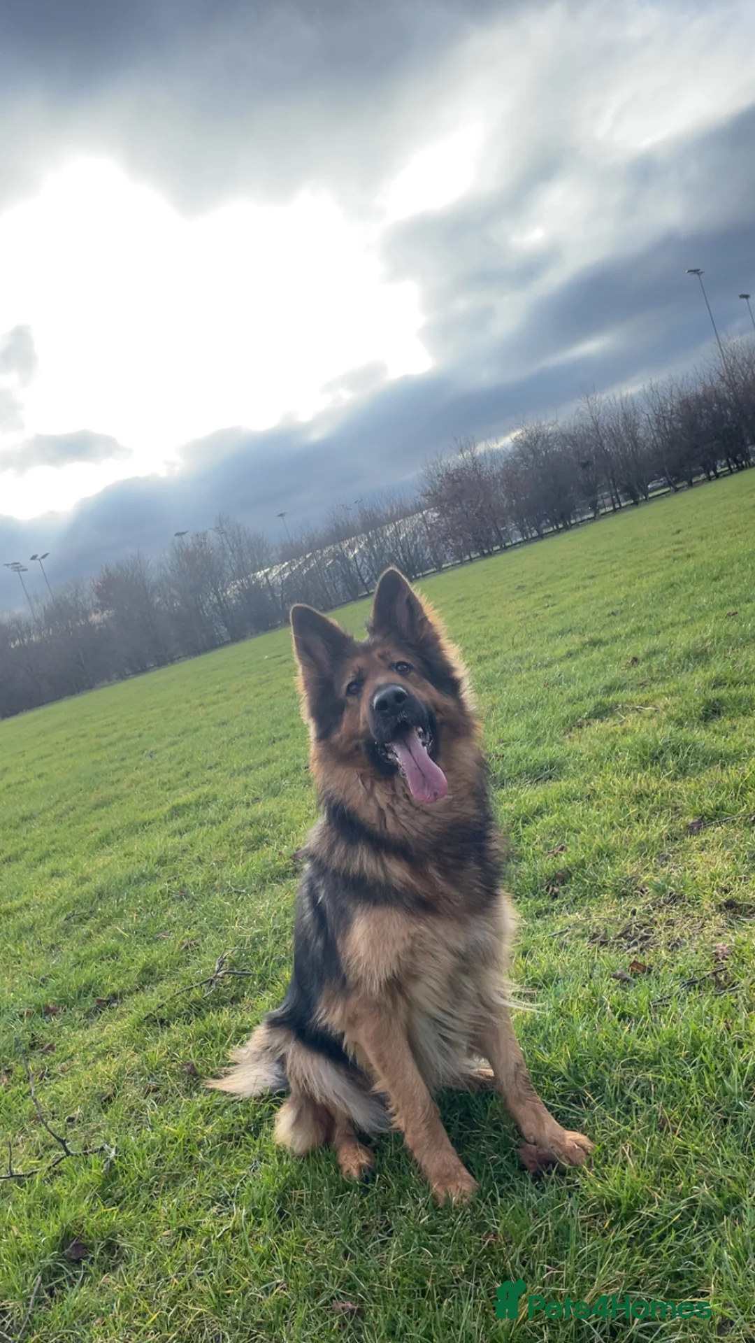 German Shepherd dogs for sale: Sandy -ready to leave now- - Advert 2