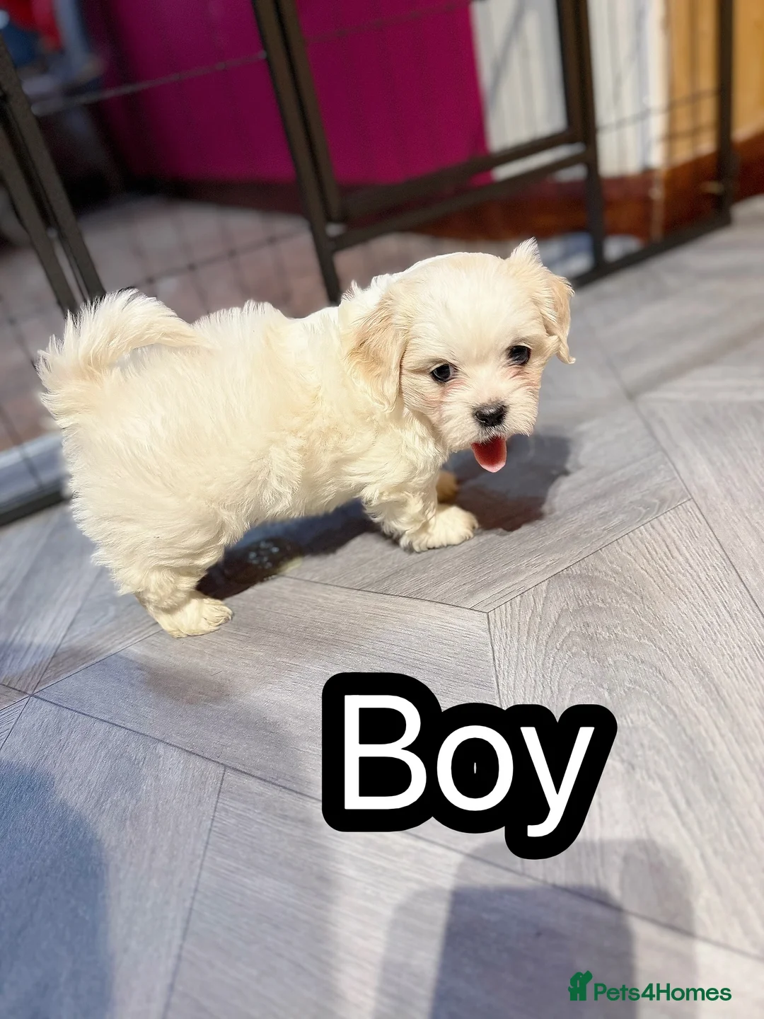 Maltese dogs for sale: Maltese puppies  - Advert 3