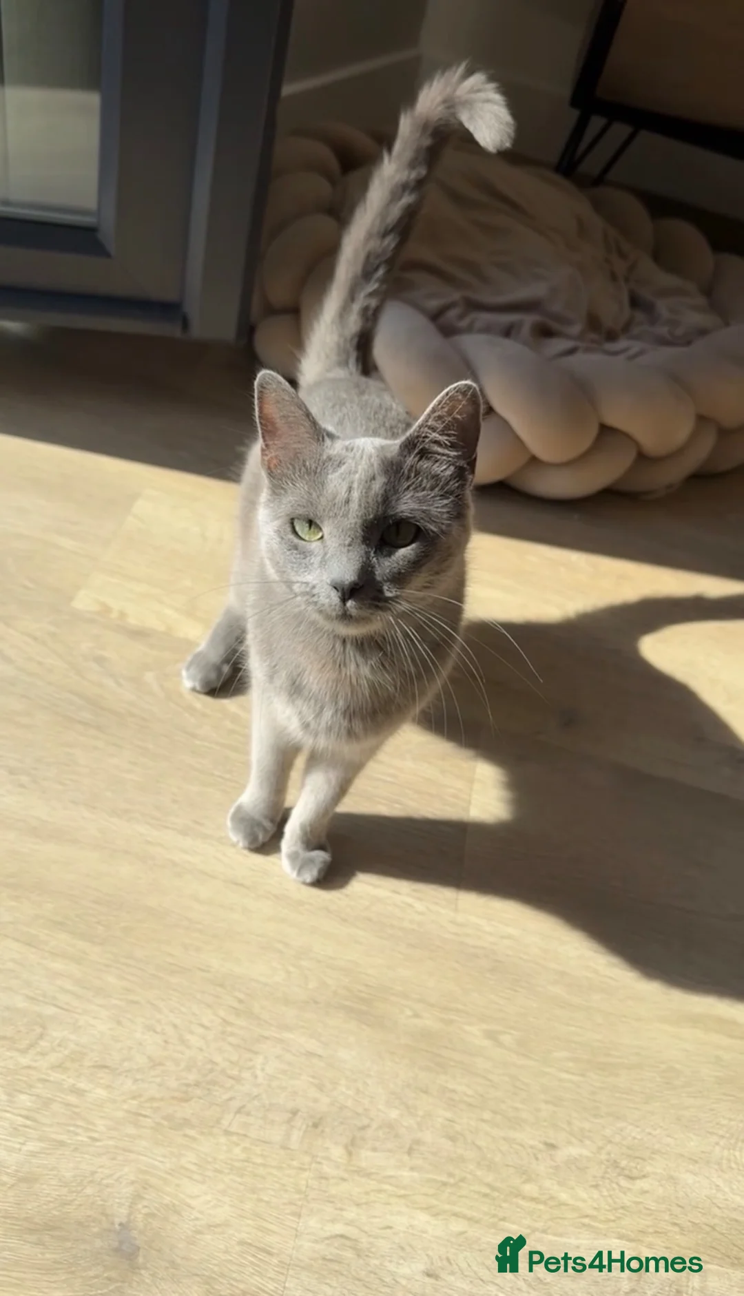 Mixed Breed cats for sale: Beautiful Black & White Kittens Half Russian Blue  - Advert 1
