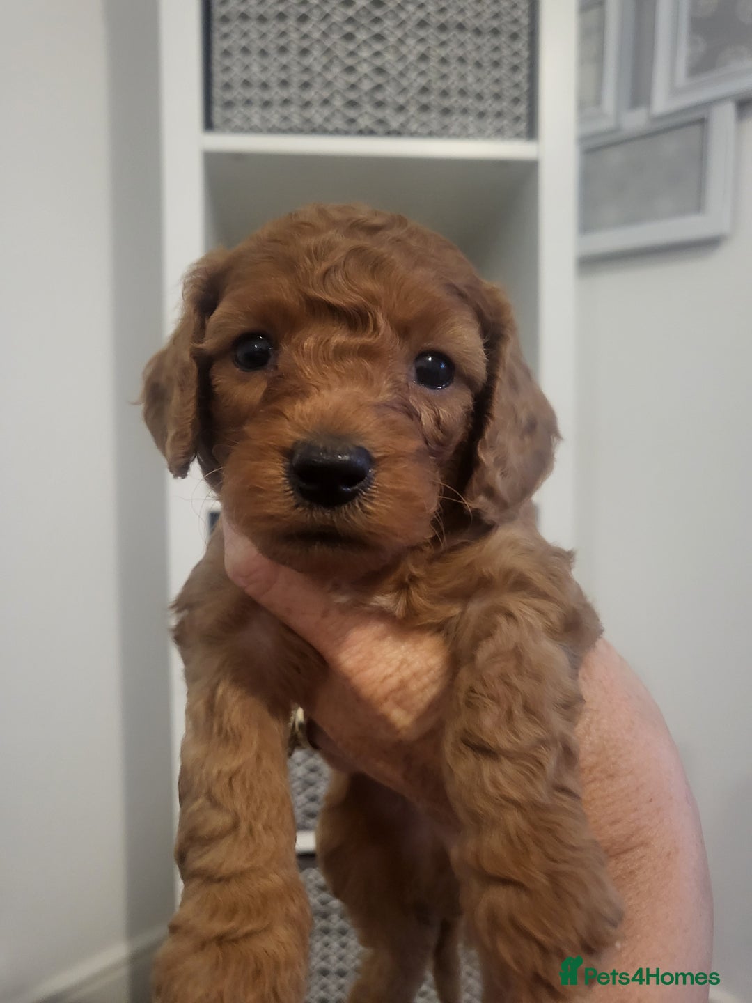 Cavachon dogs for sale: Cavapoochon - Image 2