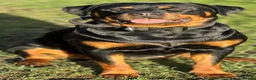 Rottweiler dogs for sale: Our gorgeous Rottweiler puppies !  in Morecambe - Advert 12