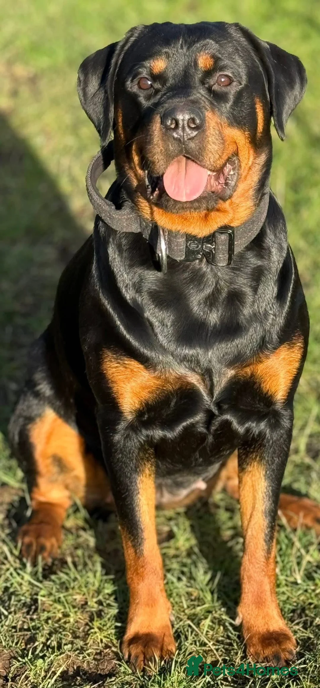 Rottweiler dogs for sale: Our gorgeous Rottweiler puppies !  in Morecambe - Advert 12